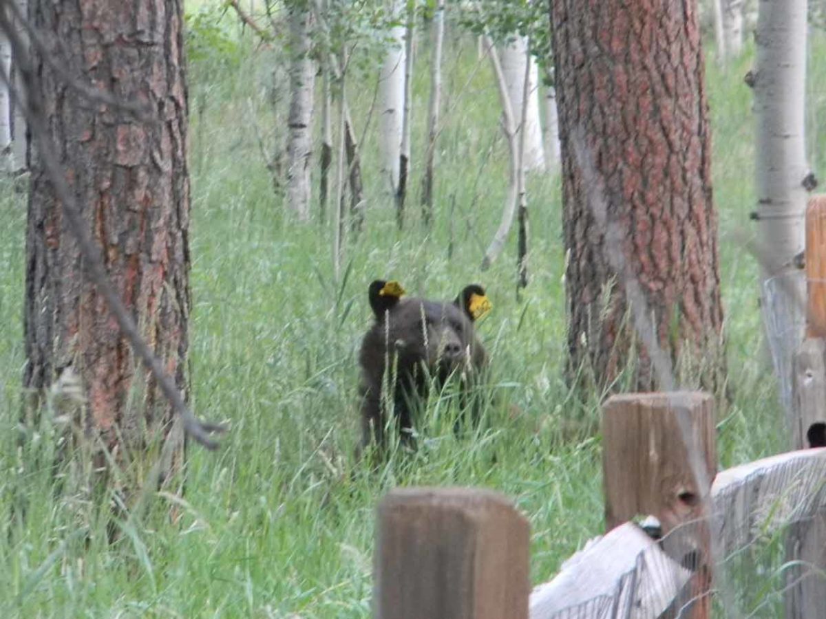 things-to-do-in-woodland-park-peak-view-park